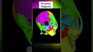 What is Foramen Magnum? #medical #anatomy #brain #cns #bones #skull #cranium #gk #shorts #yt