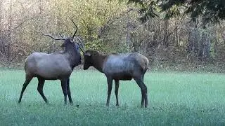 More Bull Elk 