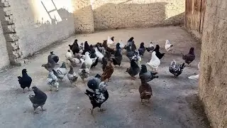 موجود مزرعه 🎁 حمام لاحم فرنساوي وكينج وروماني عند عم ابراهيم الشوحه 01111524190