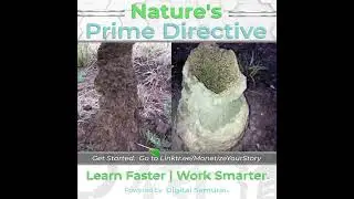 Biomimicry | What We Can Learn from Nature's Design