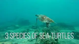 The SMARTSeas PH