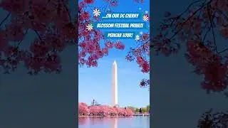 Washington DC Cherry Blossom Festival Private Pedicab Tour