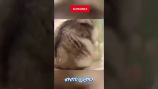 Hilarious Hamster Antics! #FunnyHamster #animals # funny