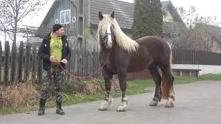 Armasarul lui Gabor de la Voitinel, Bucovina - 2018