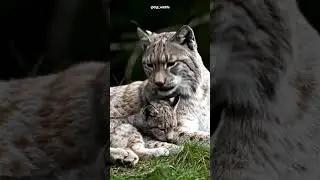 lynx with cub #lynx #tiger #roar
