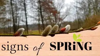 First signs of spring || Harsefeld