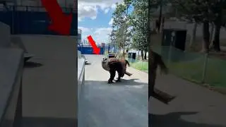 TOP 4 Animals That Look Like They Spawned With a GLITCH🤯