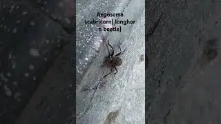 Aegosoma scabricorne, (longhorn beetle.)#insects#zoology#lifescience#viralvideo#biology#nature