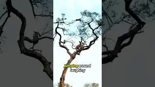 Leopard catches monkey in mid-air attack #shortsfeed #animals #leopard #shorts