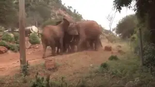 A New Baby for Ex Orphan Emily is Born