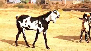 @desitailsindia  My first goats experience 