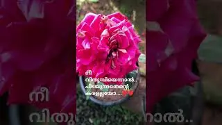 മനസ്സിനുള്ളിൽ എങ്ങോ... നീ ഉറങ്ങിയോ നിലാവേ...#cutesong#feeling@CreativeWorld-sh