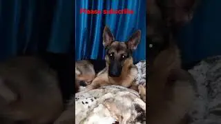 Sound That Make Dog Tilt Head Left & Right