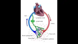 |Lymphatic system| Components of Lymphatic system |Lymph |Lymph Capillaries| Lymph Node