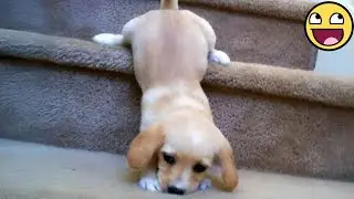 TOP HIGHLIGHTS of FUNNY PUPPIES that will make you LAUGH 🤣🐶 Best of FUNNY PUPPIES 2025