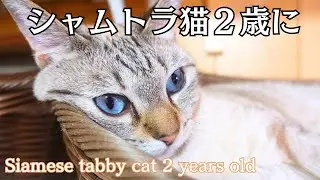 シャムトラ猫が２歳になりました。-My Siamese tabby cat is 2 years old.-