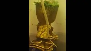 Malaysian Trumpet Snail Climbing Groot