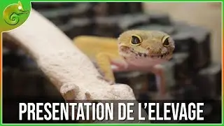 Présentation de mon élevage !