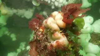 barnacle feeding