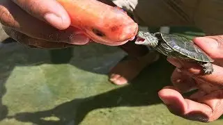 primer día de papilla para las tortugas bebé