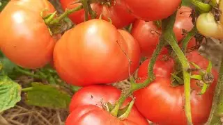 ЭТИ сорта томатов буду повторять!