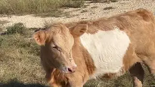 Homestead Grandma - Checking in on sick hens, the armadillo, and cattle.