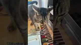 Легче сказать, чем сделать!! #evenoel #outside #communicationbuttons #traincat #harnesstrainedcat
