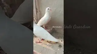 Beautiful kabutar ki video | kabutar baaz #shorts #viral #birds #pigeon #kabutar #pets