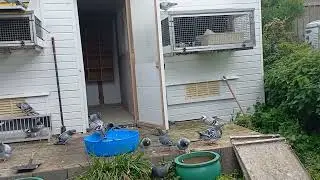 Nearly through the moult, bath day
