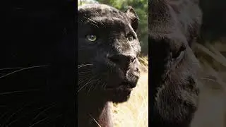 Black Panther Unveiled: The Elegance of Nature&rsquo;s Darkest Cat #nature #jungle #blackpanther