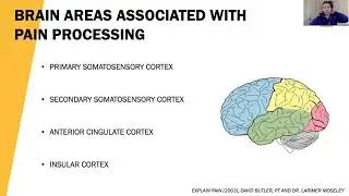 The Role of the Neocortex in Pain and Dysfunction
