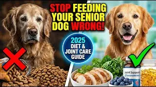 Senior Dog Diet Mistakes That Shorten Lifespan (Must Watch!)#seniordog  #doghealth #dogdiet #dogcare