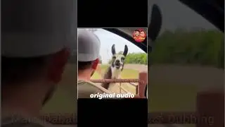 ඔටුවා vs හුලං ඔටුවා 🐫 Sinhala animal Dubbing හඬකැවීම දිලිප් තේජන සහ චමත් හසරංග.#marudabalak #dubbing