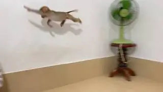 [ Omq..] BiBi fly look like a bird after bath