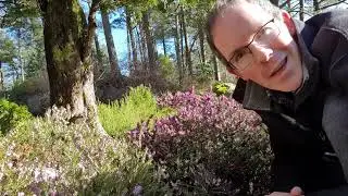 The Heather Garden, March 2020