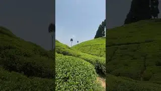 Exploring Munnar Tea Gardens: A Visual Delight in Kerala's Stunning Landscapes!