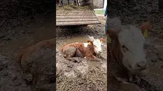 Farmer Opens the Truck&hellip; Then This Happens 🐄