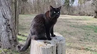 OWNER OPERATOR ENJOYS COMPANY of the BROTHER CATS #brothers #catlovers #blackcats #catbrothers