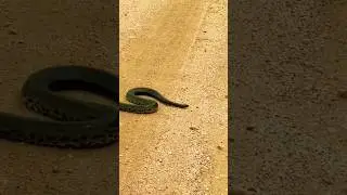 Dark Spotted Anaconda