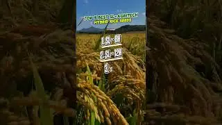 TOP 5 BEST SL-AGRITECH HYBRID RICE SEEDS | #SL-agritech #agriculture #sl8 #hybridrice #rice