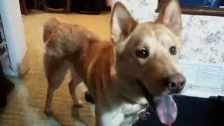 Chusky Indoor Fetch.