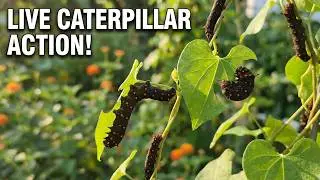 Fluttering Dreams Is Taking You To See Caterpillars LIVE!