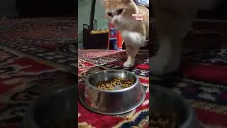 Jerry eating his cat food captured in camera #cat #persiancat #catworld