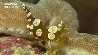 【西表島】INON UCL-90 Close-up Lens Thor amboinensis