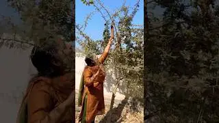 Harvesting seeds #harvest #gardening #garden #village #food #plants #nature #seeds #india #farming