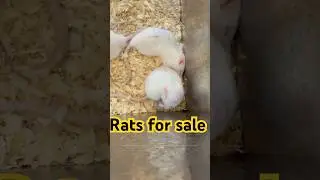 Rats 🐀 for sale #business