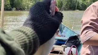 MANCING KUCU-KUCU DI SARANG BU4Y4🐊🐊