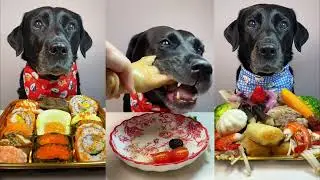Relaxing Dog Food ASMR | Healthy Luxury Meals for Pets #dog 