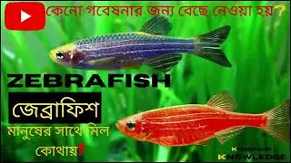 কেন গবেষণার জন্য জেব্রাফিশকে বেছে নেওয়া হয়?||জেব্রাফিশ ||Zebrafish || Knocking Knowledge||