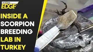 Turkish scorpion breeding lab milk arachnids for their expensive venom | WION Edge